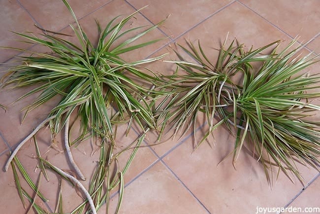 Pruning A Dracaena Marginata